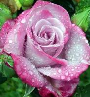 The beauty of a wet flower