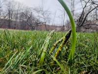 Grasses