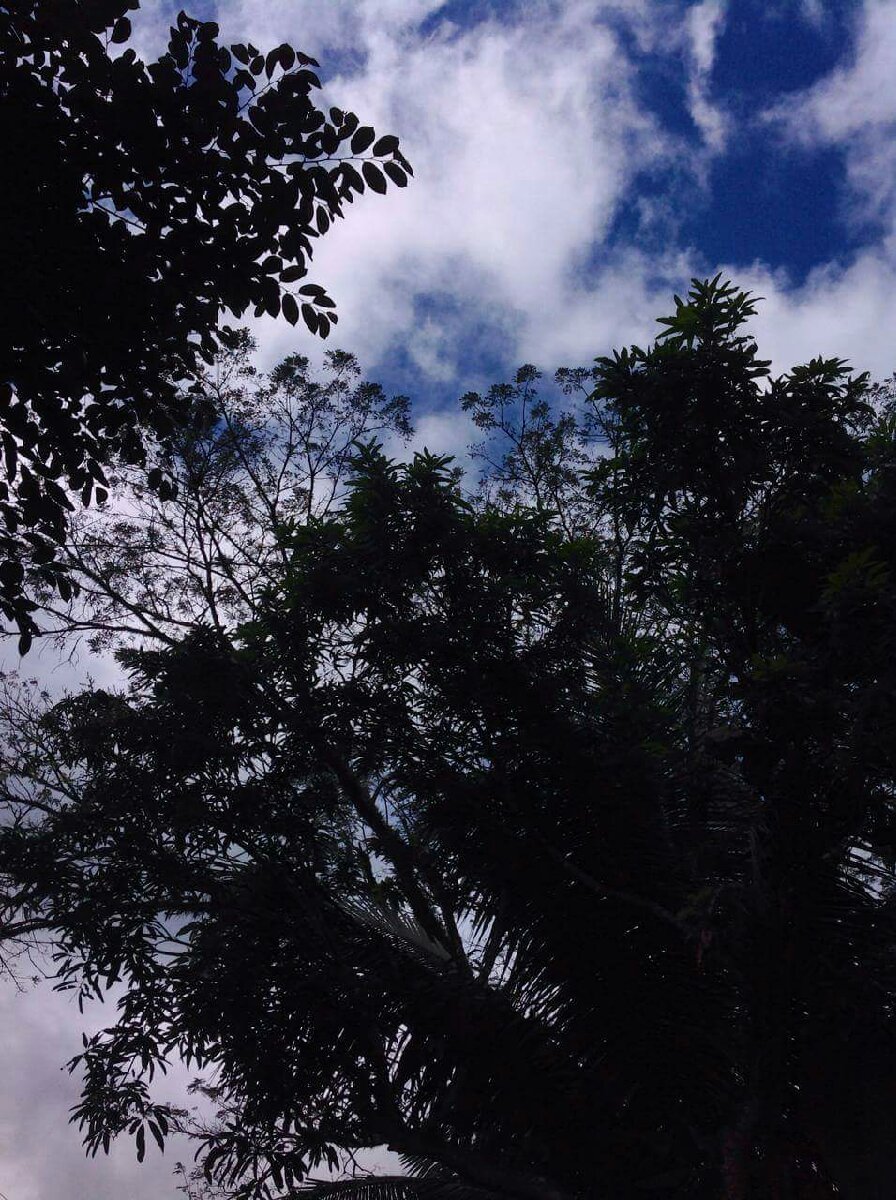 Trees, Sky im so in love with them @Toledo