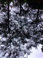 Trees, Sky im so in love with them @Toledo