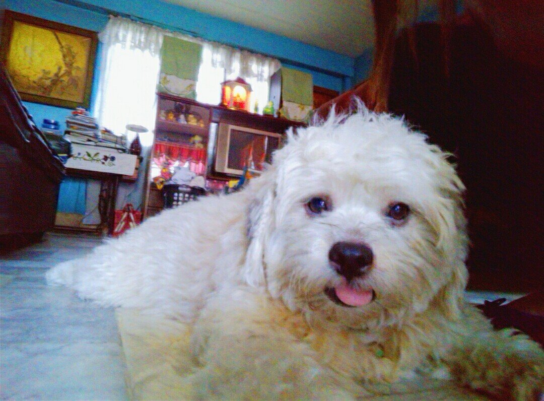 Dogs, mans bestfriend, cute dog