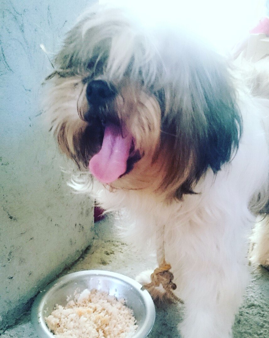 dogs