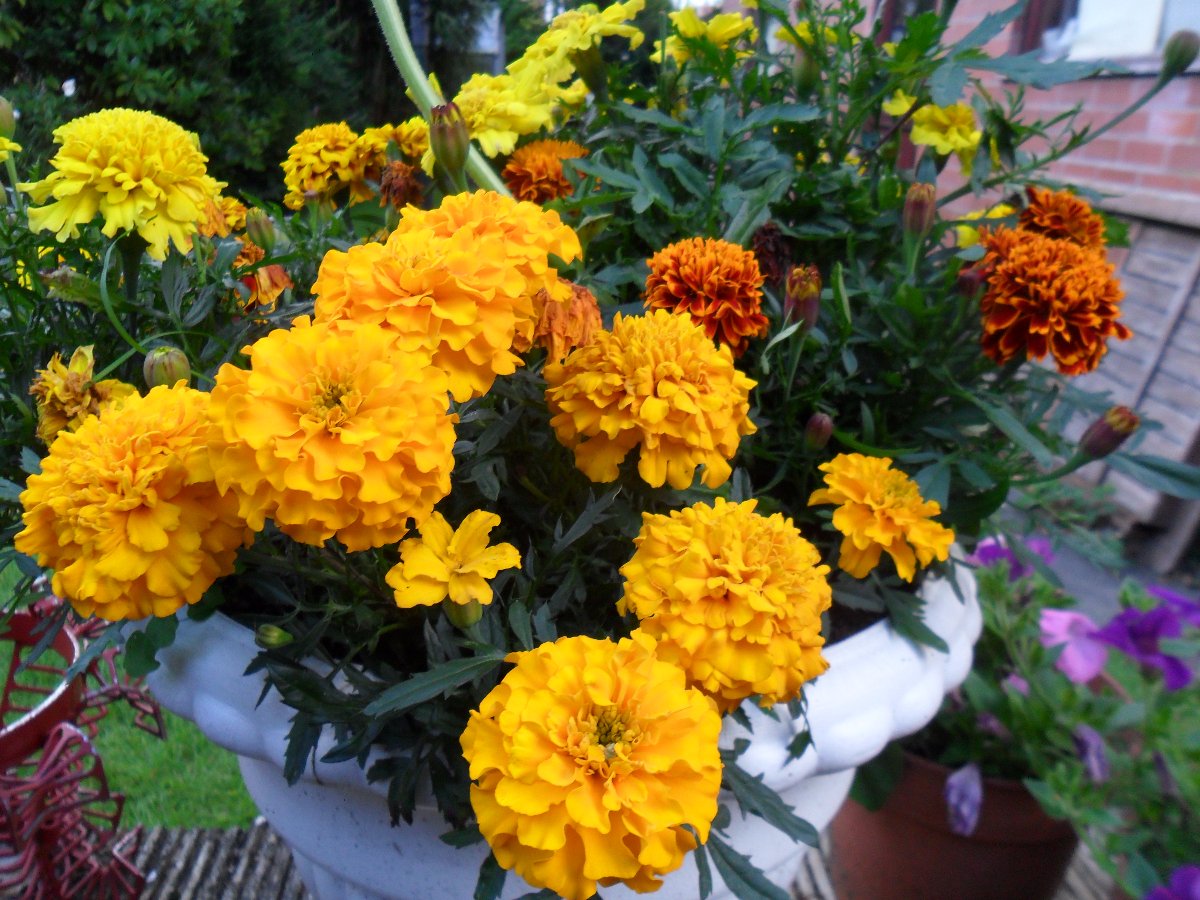 colour, flowers, plant