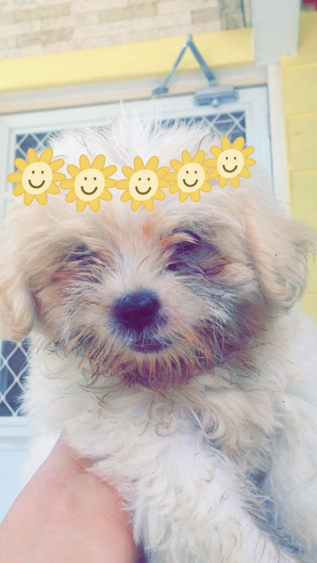 Dog, photography, cutie, sweet, lovely, snapchat, snap me, clavelshii