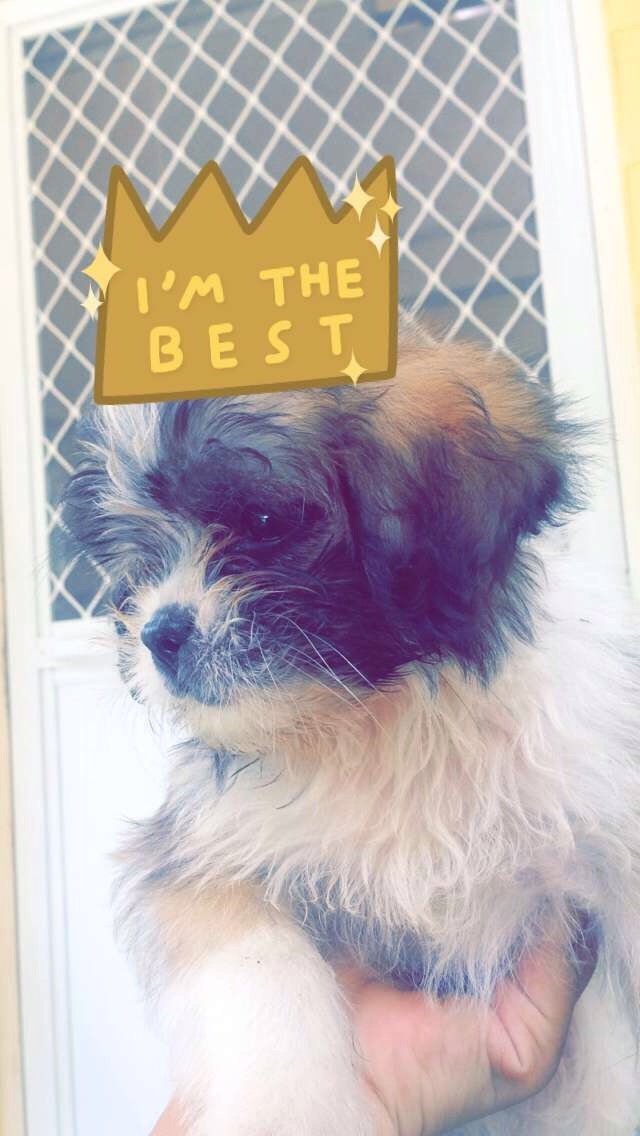 Dog, photography, cutie, sweet, lovely, snapchat, snap me, clavelshii