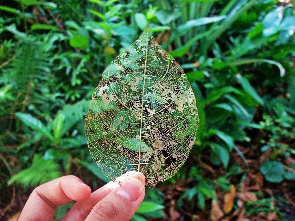 dried, leaf