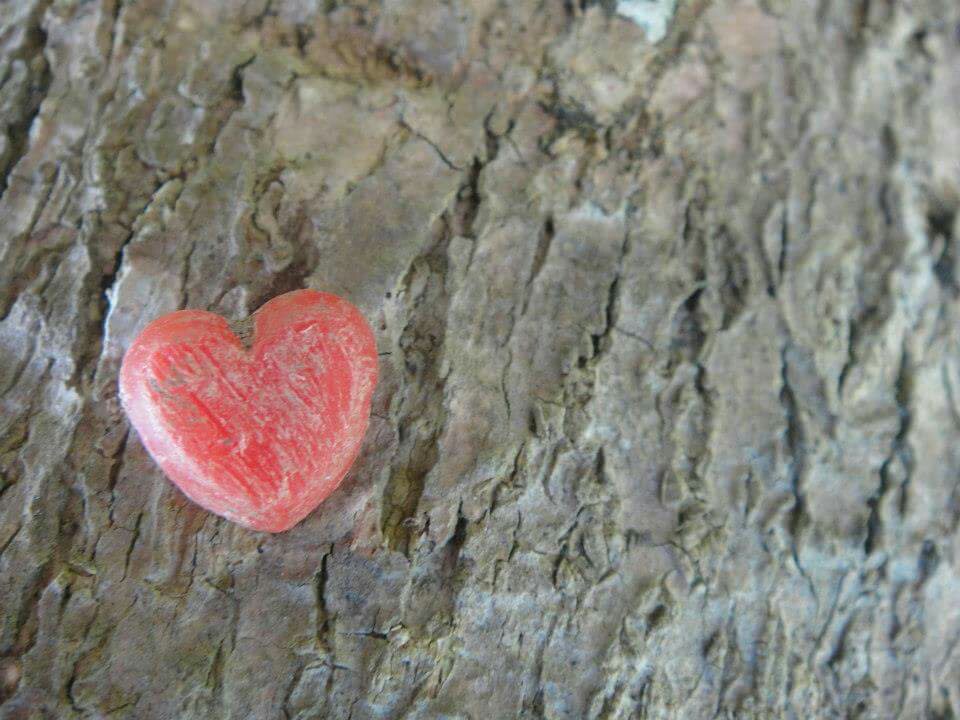 heart, red, tree, pin