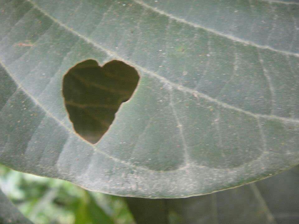 leaf, heart