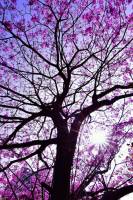 trees, purple