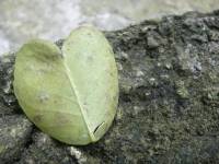 red, leaf, heart