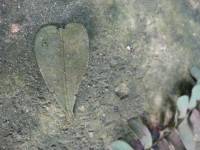 red, leaf, heart