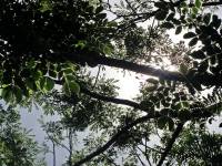 tree, heart
