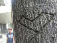 heart, red, tree, pin