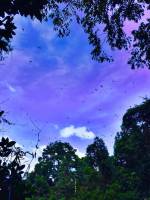 bats, sky, trees