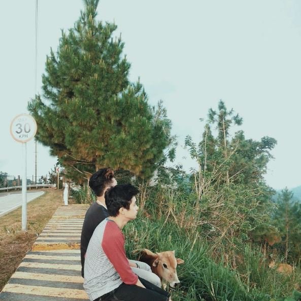 #nature #cow with my friends #trees #mountain #adventure