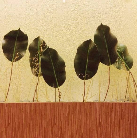 #vscocam #leaves #wood Plants on a wood  at Chikaan Parkmall, Cebu
