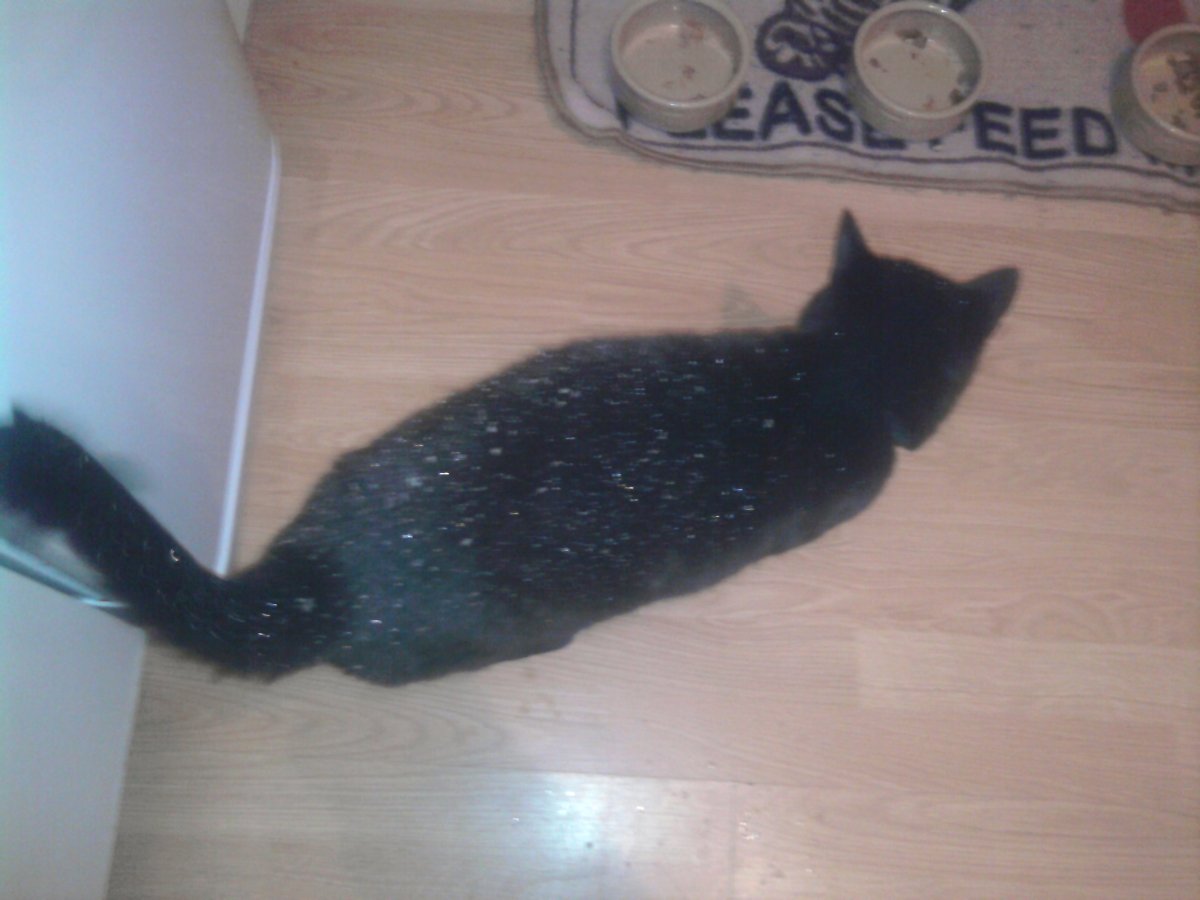 a snowy sooty