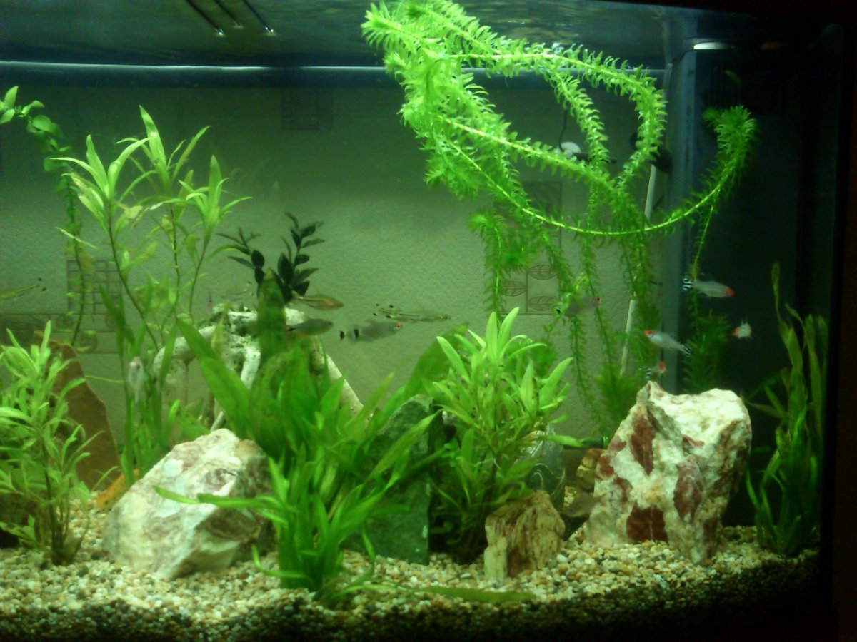 aquarium