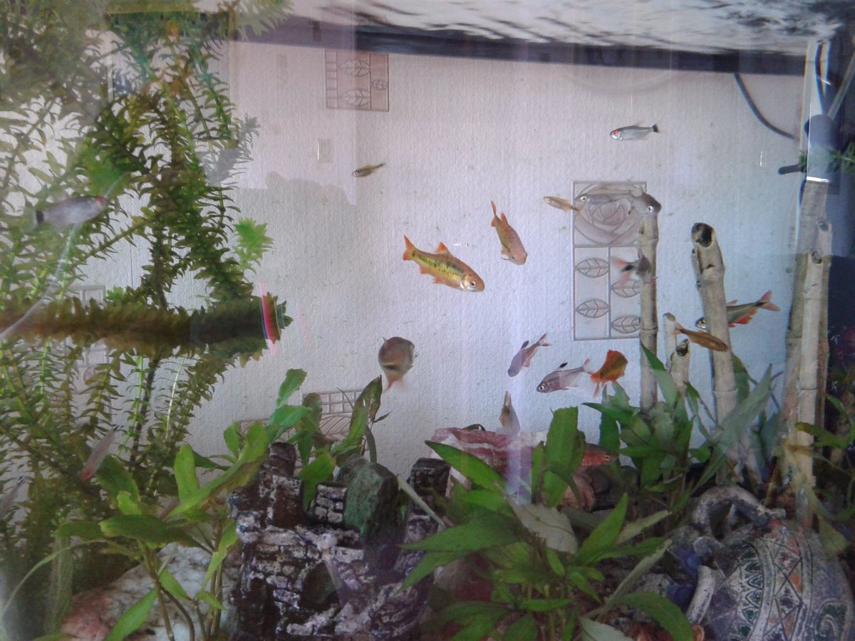aquarium
