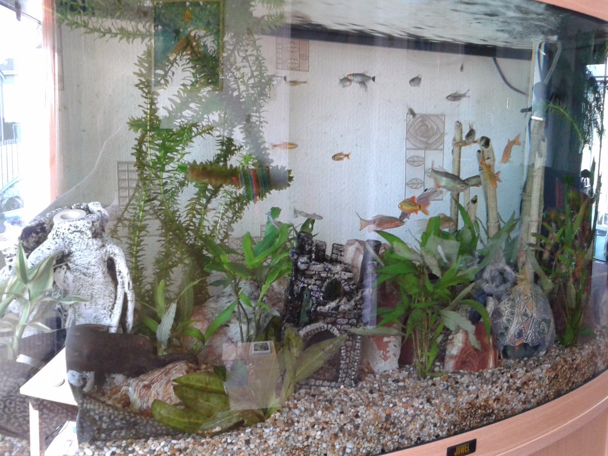 aquarium