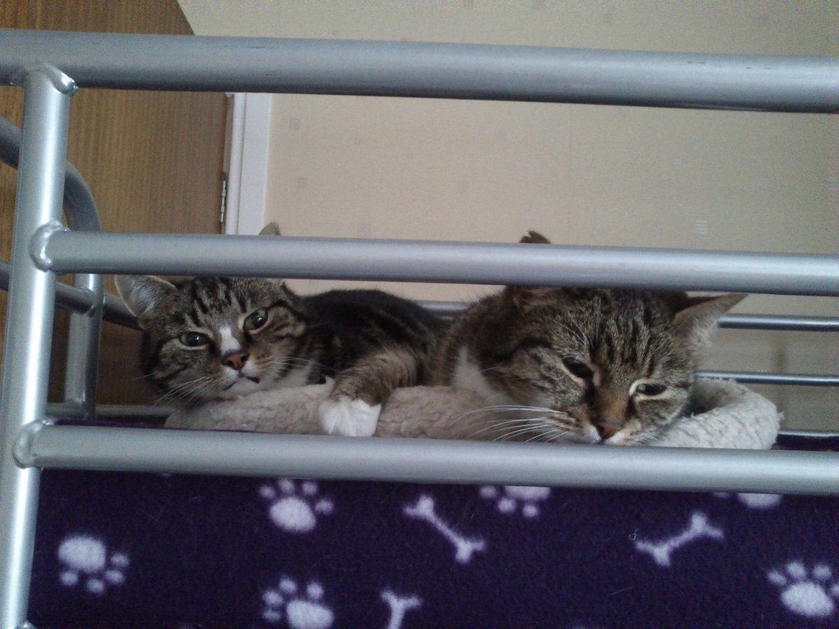 casey and sunny