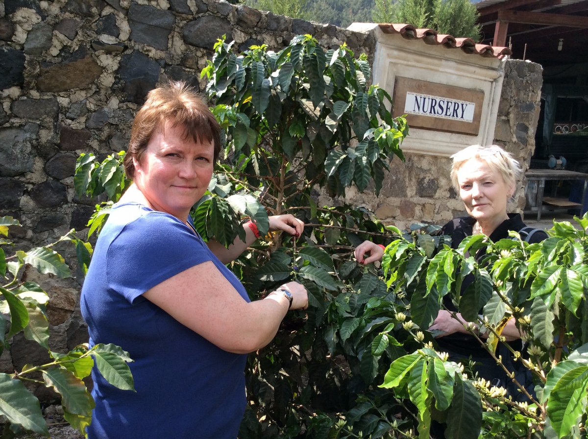coffee bean plants