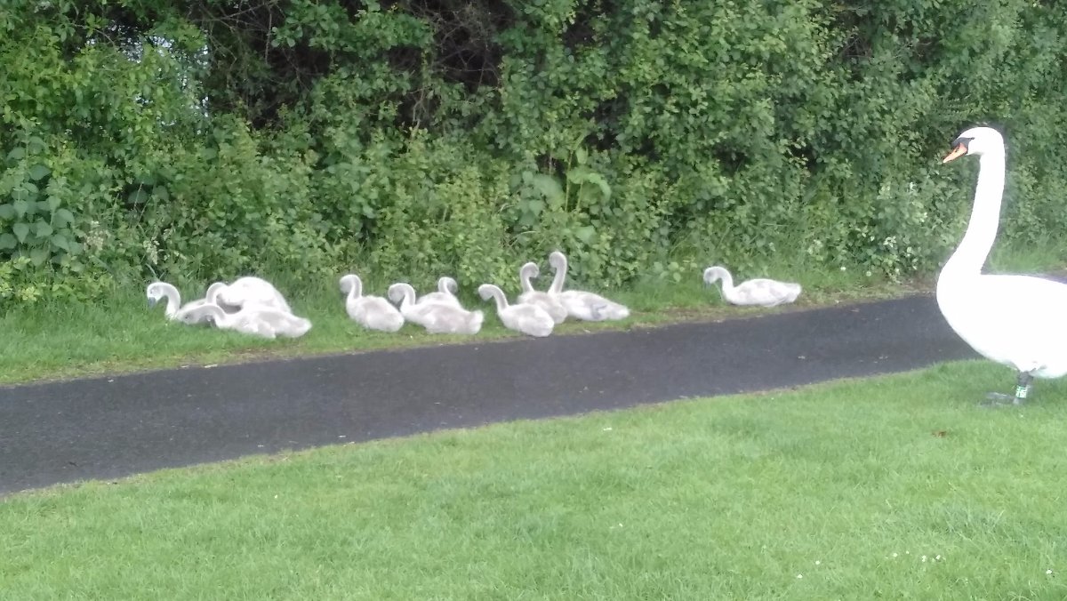 cygnets