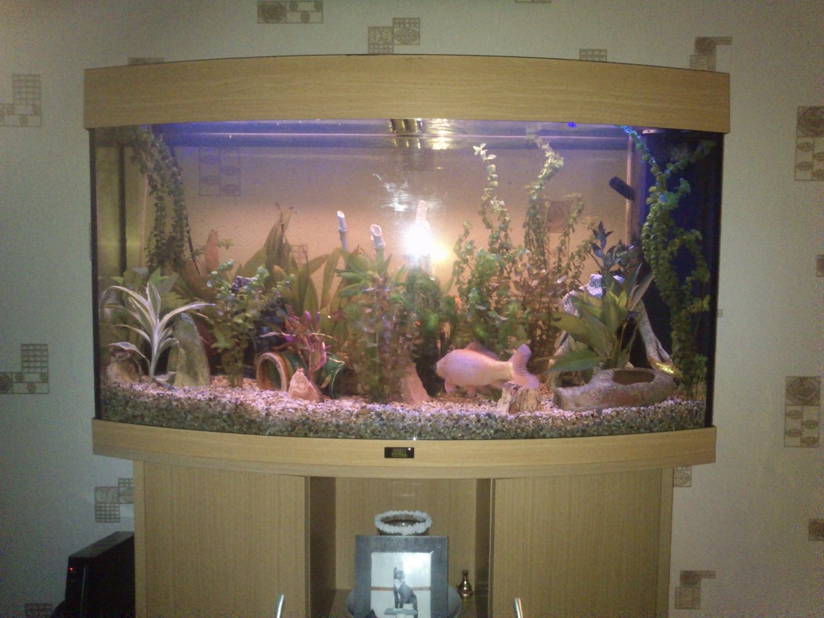 daytime aquarium
