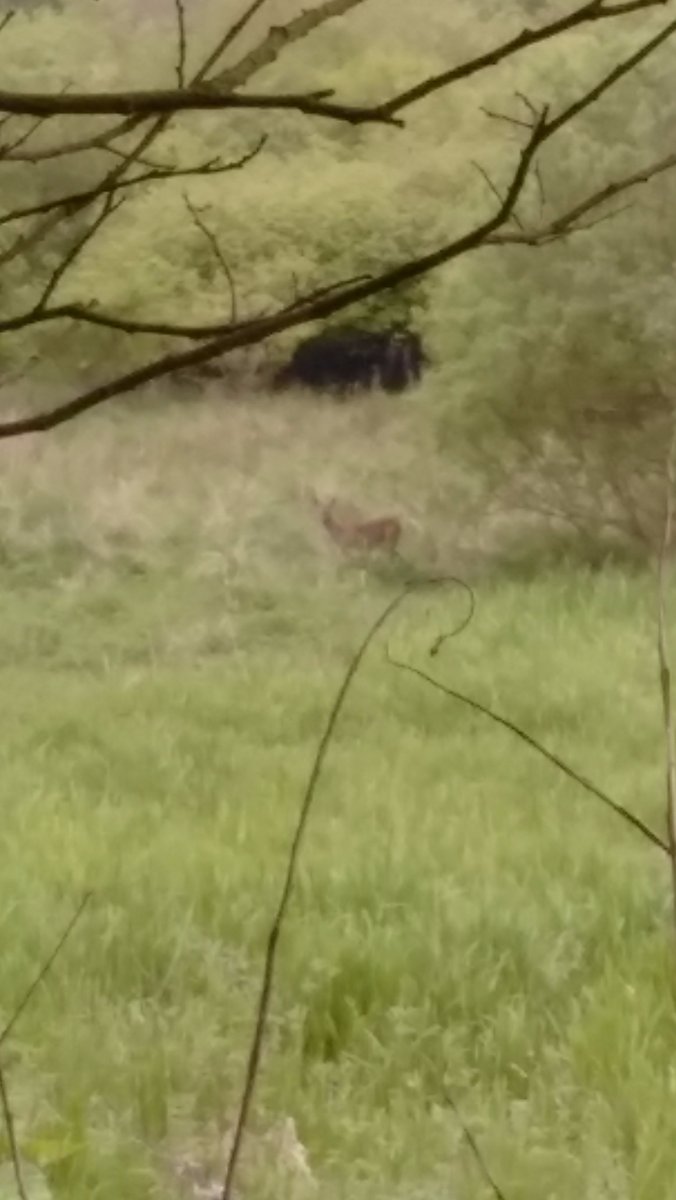 deer