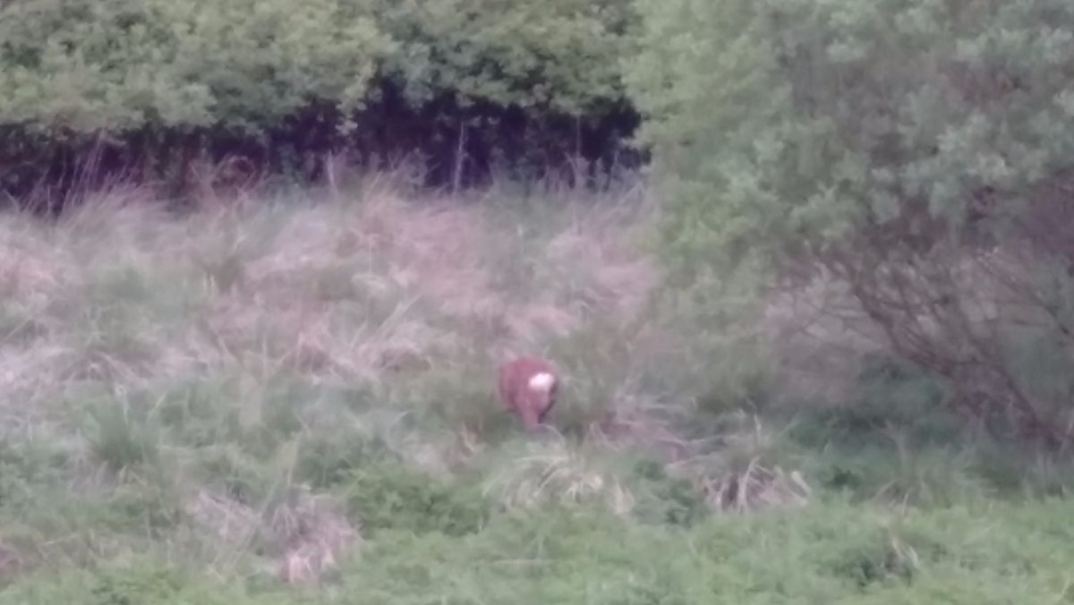 deer