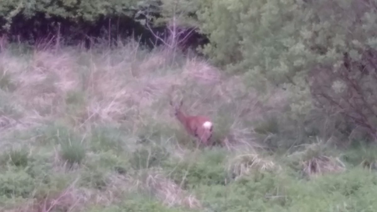 deer