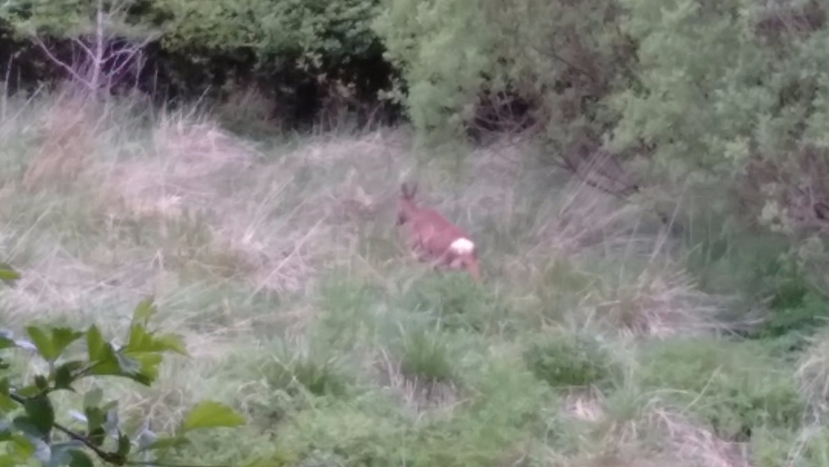 deer