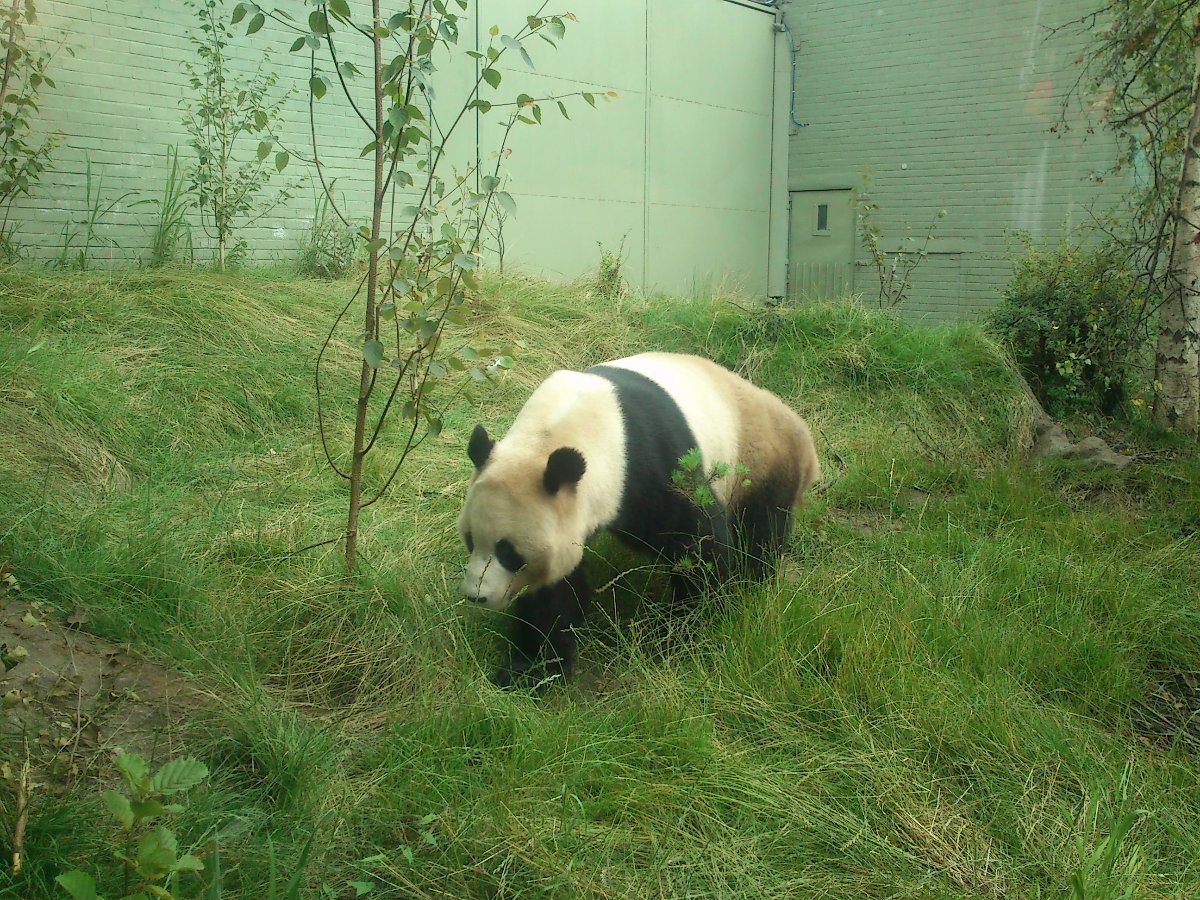 edinburgh zoo panda