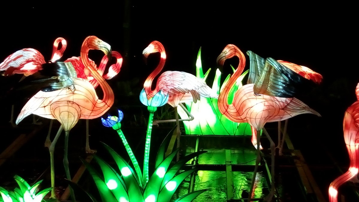 flamingo lanterns