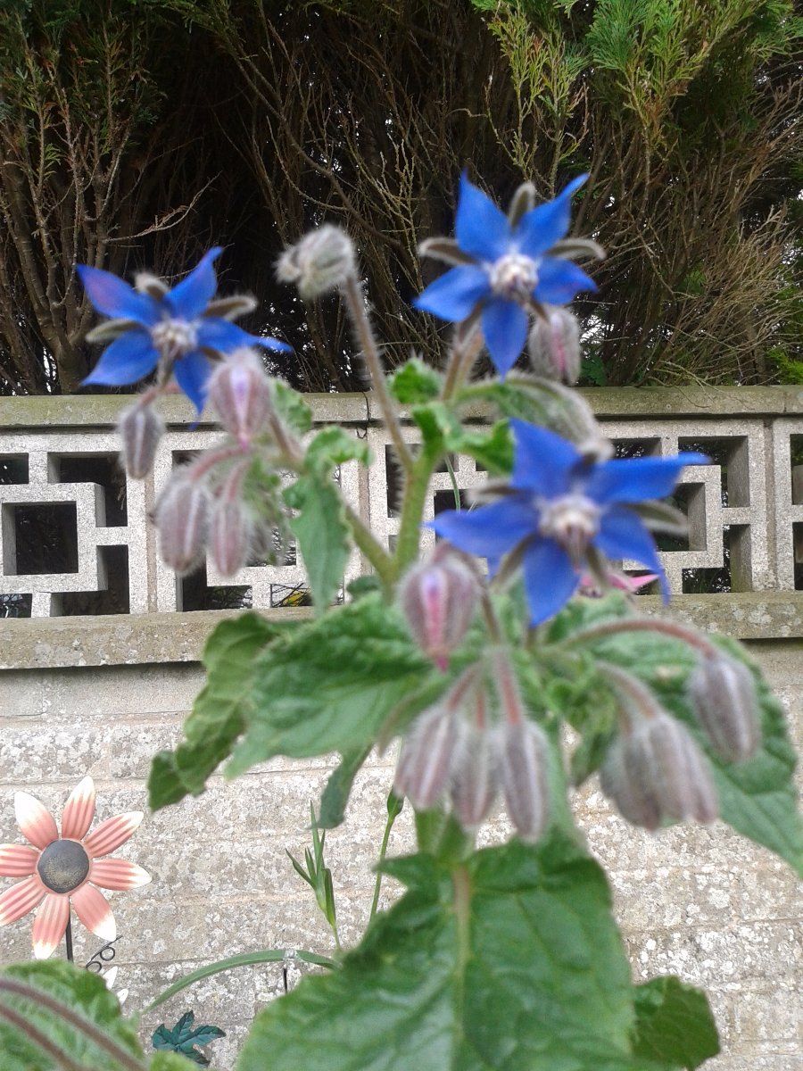 flowers
