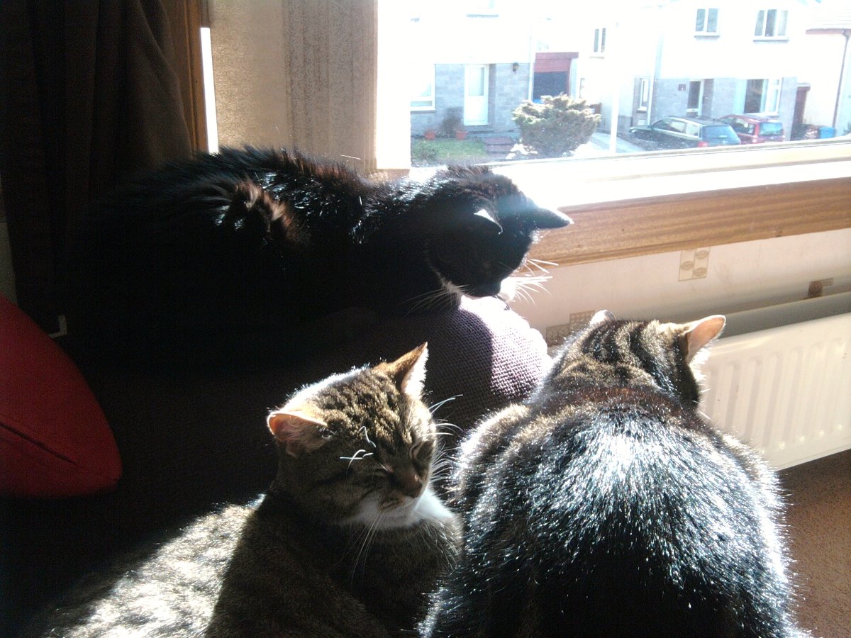 gizmo, sunny and casey
