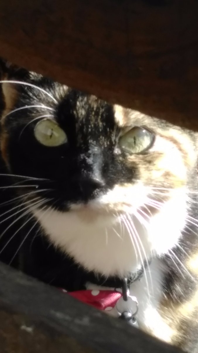 little cat