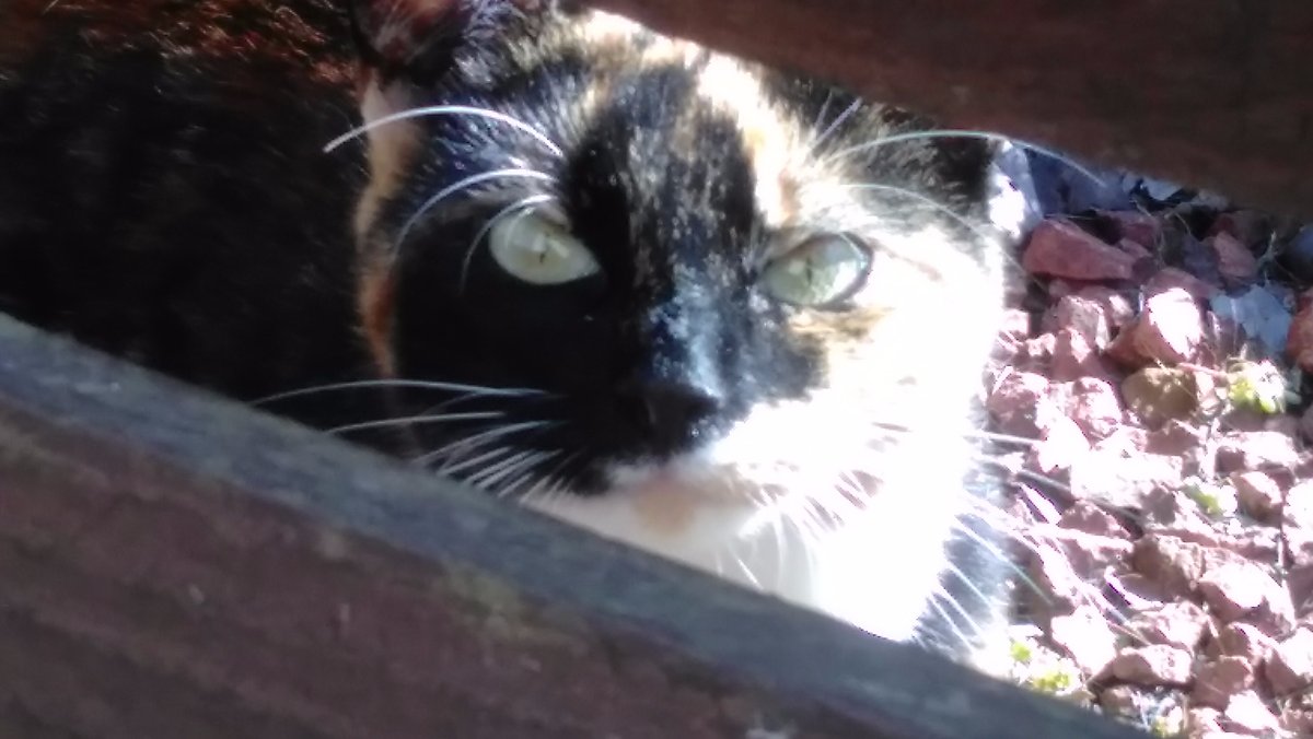 little cat