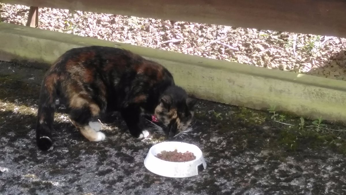 little cat