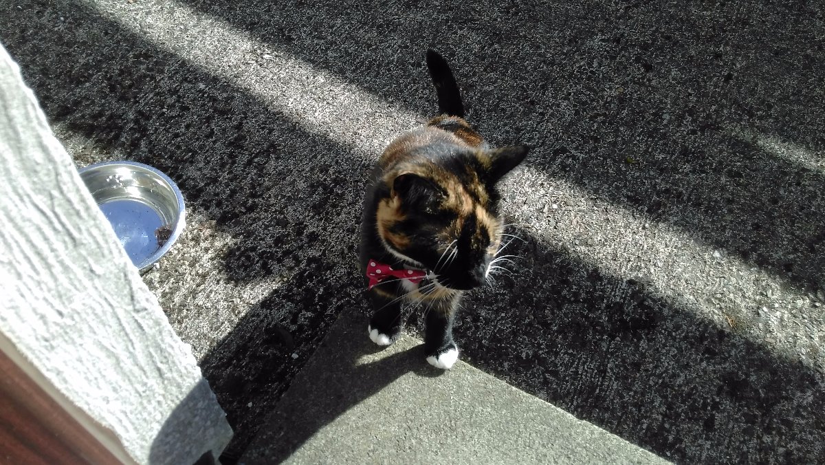 little cat