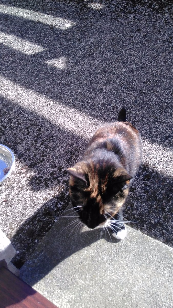 little cat