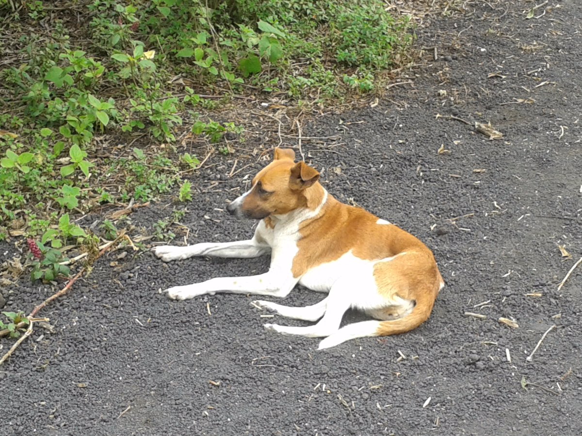 little dog who walked all the way to the top, pacaya volcano