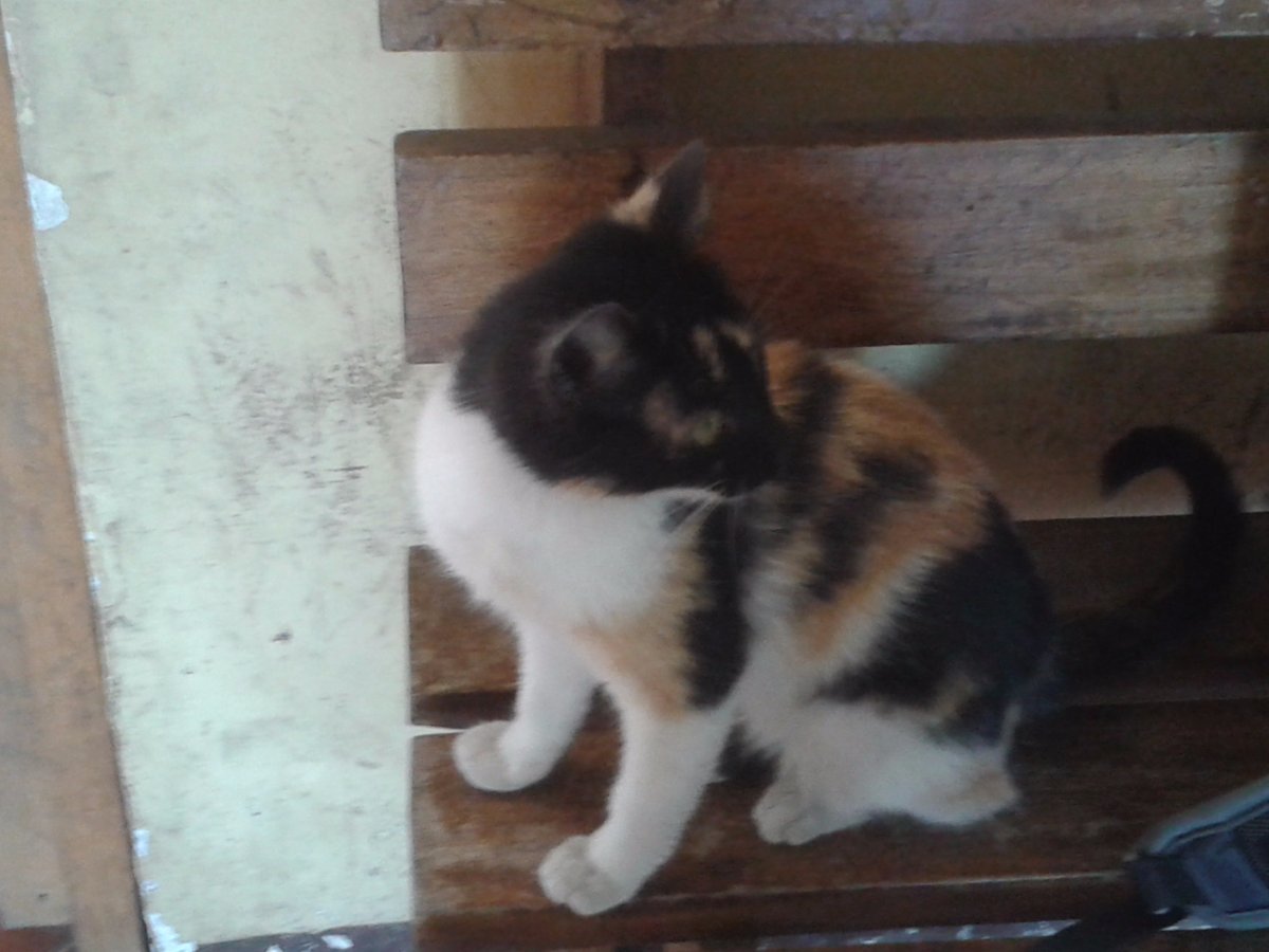 little kitten, guatemala