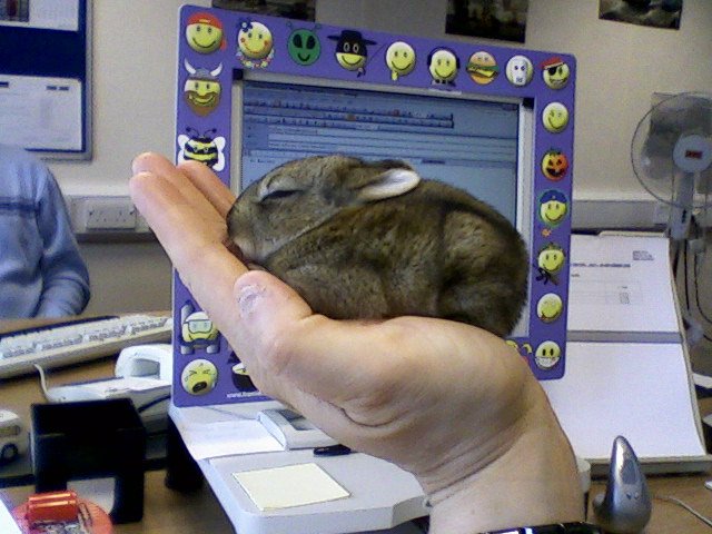 little lost rabbit