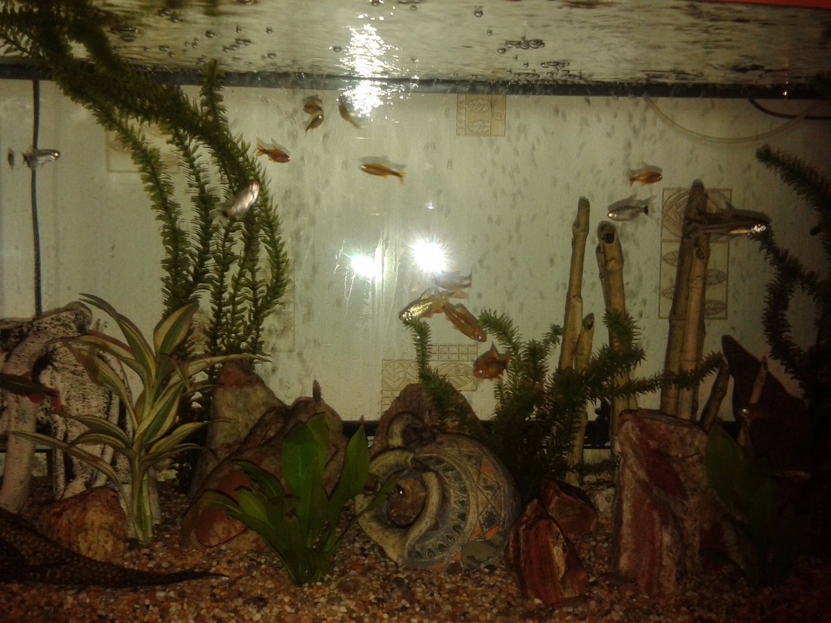 lots of tetras