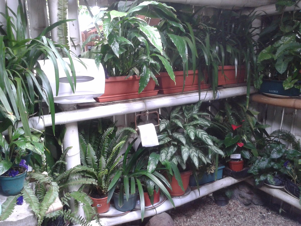 more plants in the loo, guatemala