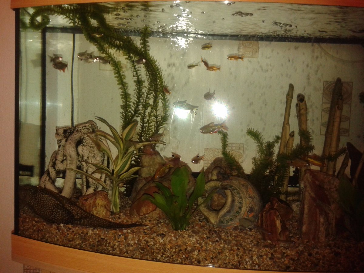 more tetras