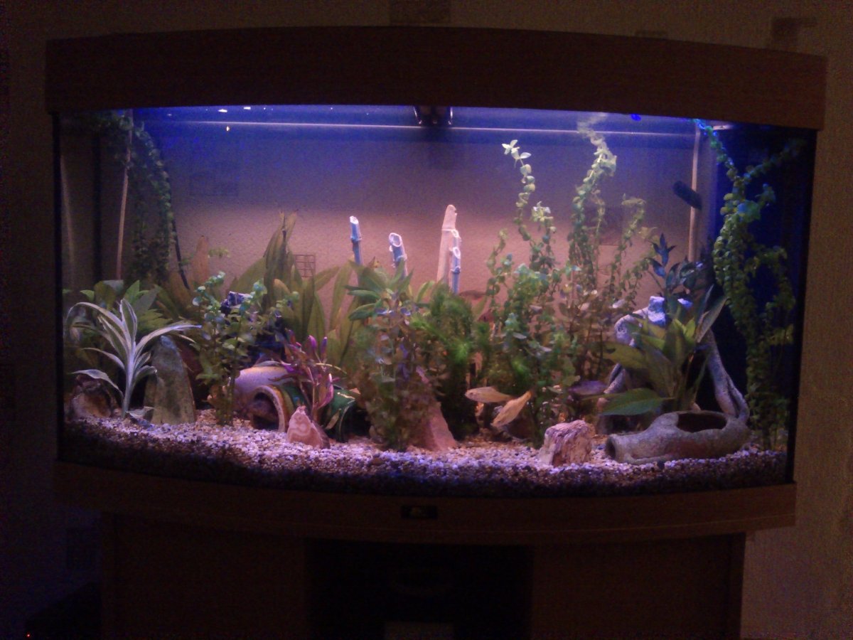 night time aquarium