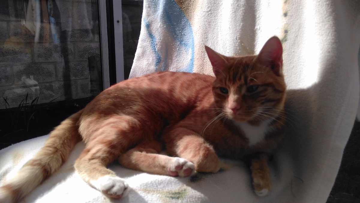 oliver