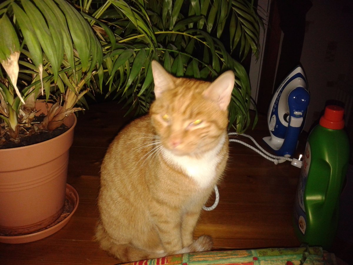 oliver